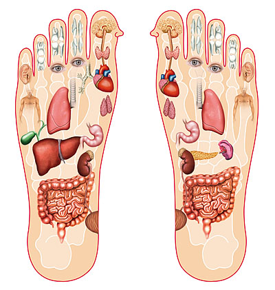 reflexology diagram